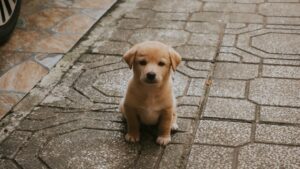 Frauds and scams like "AI" puppies--from disappointing to dangerous.